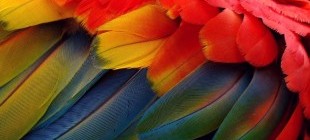 Amazonas Culture and Lanscapes
